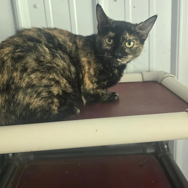 An adult medium-sized female Black Domestic Short Hair cat named Ambush for adoption in Fairmont, WV