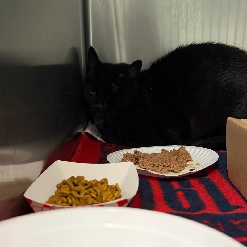 A young medium-sized female Black Domestic Short Hair cat named Wednesday for adoption in Newark, NJ