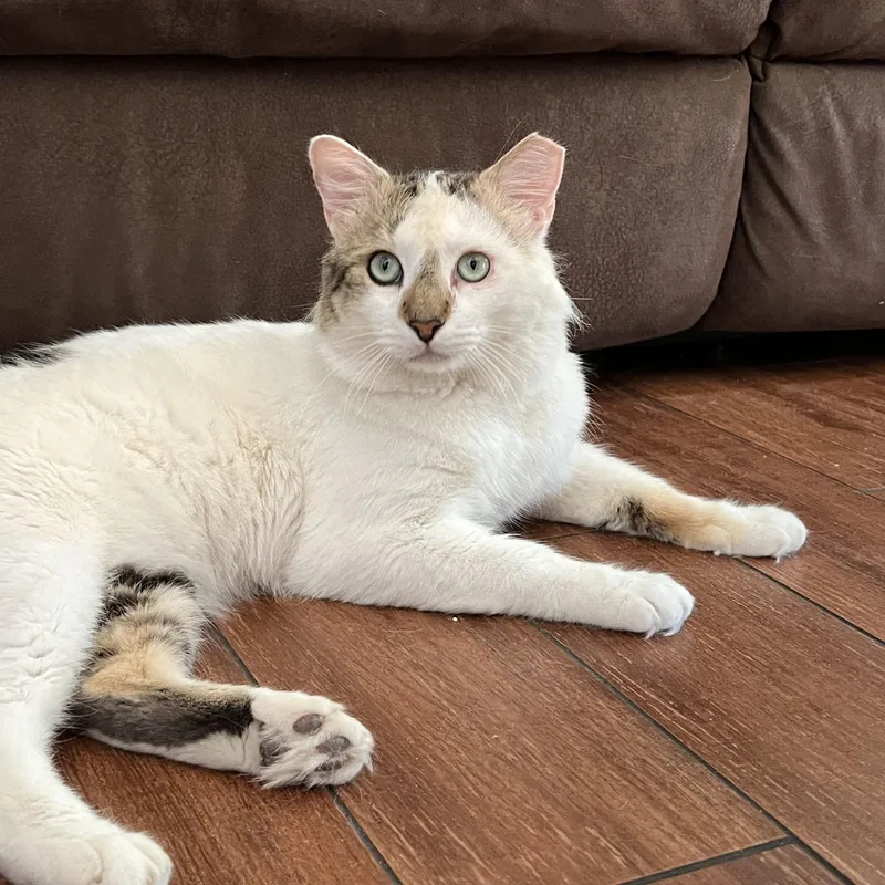 An adult large-sized male White Domestic Medium Hair cat named Yeti for adoption in San Jose, CA