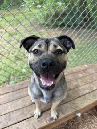 A baby medium-sized female Mixed Breed dog named Peggy for adoption in Cumming, GA