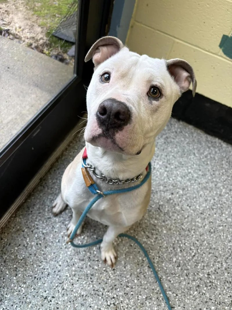 A young medium-sized female American Staffordshire Terrier dog named Carmella for adoption in Front Royal, VA