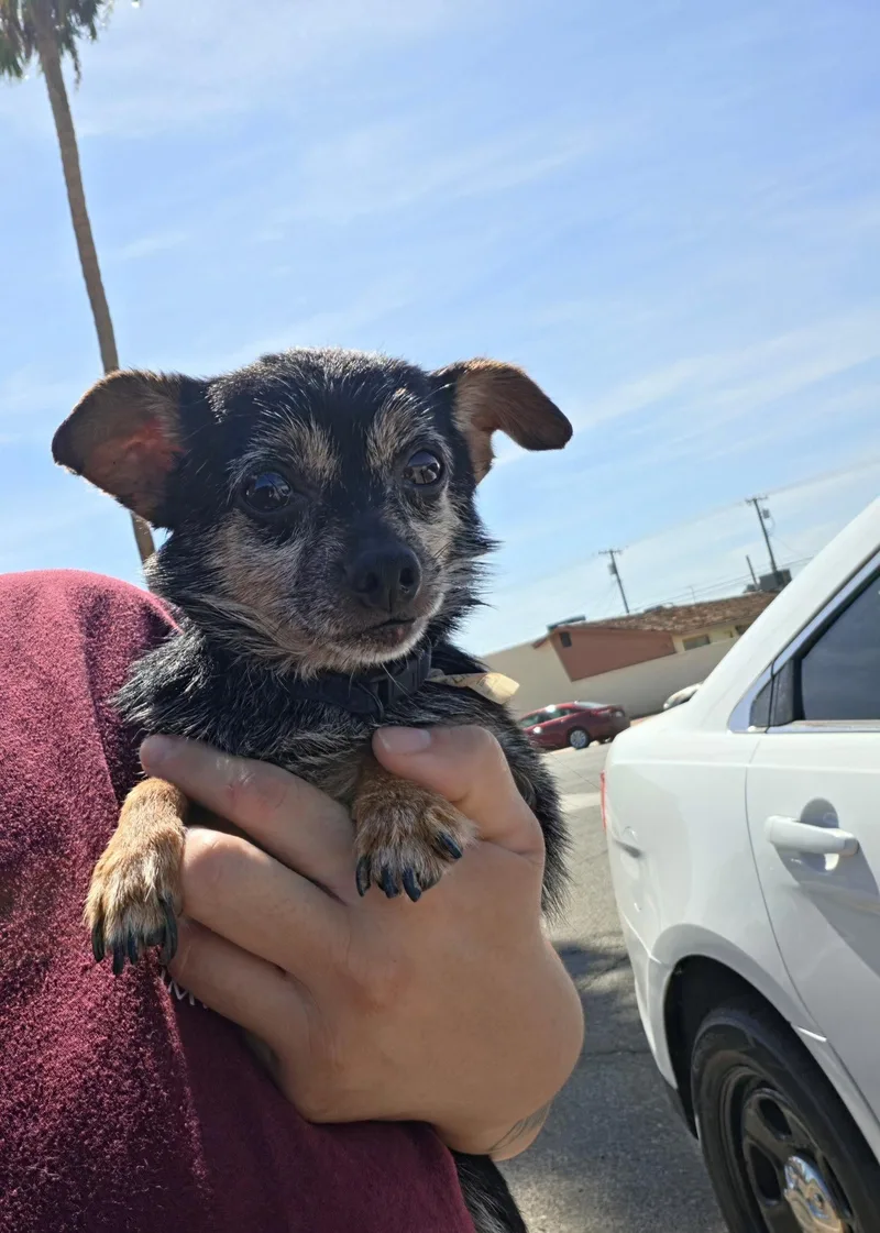 A senior small-sized male Chihuahua dog named Tiny for adoption in El Centro, CA