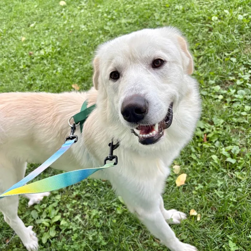 An adult large-sized male White / Cream Mixed Breed dog named Bubba for adoption in New York, NY