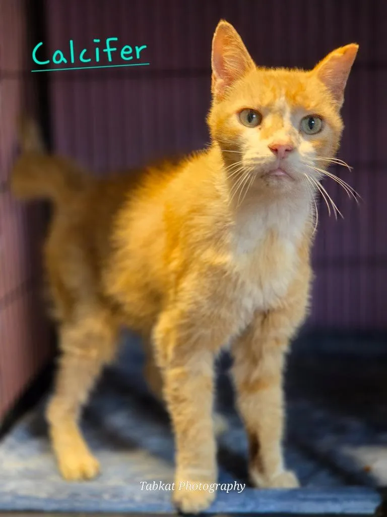 Calcifer