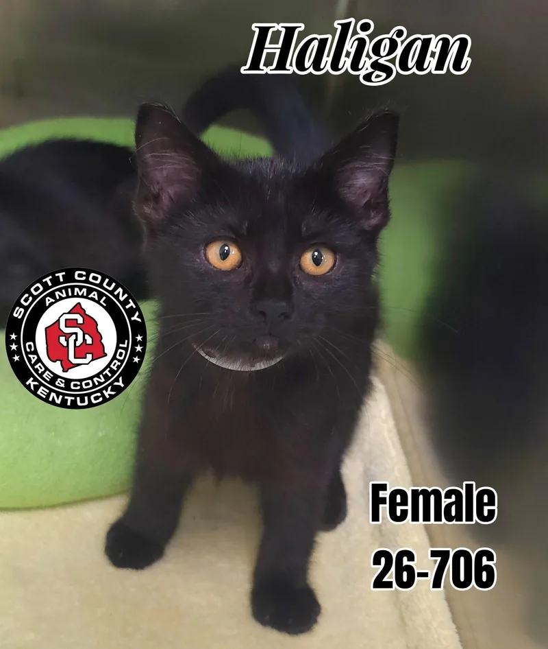 A baby small-sized female Domestic Short Hair cat named Haligan for adoption in Georgetown, KY