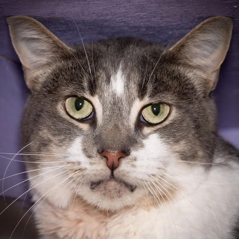 An adult medium-sized male Tabby (Gray / Blue / Silver) Domestic Short Hair cat named Cooper for adoption in Victor, NY