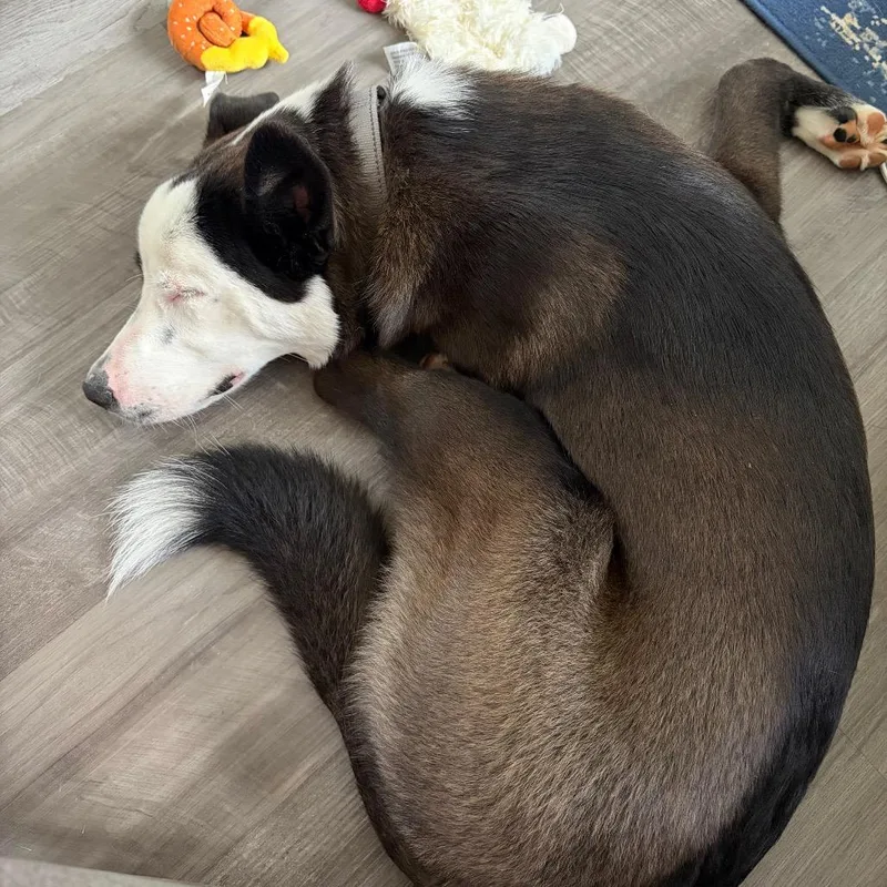 Ari