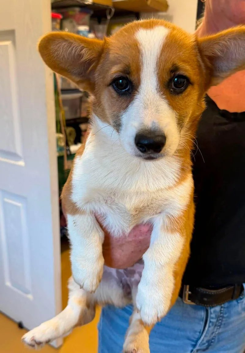 A baby small-sized female Pembroke Welsh Corgi dog named Jule for adoption in Havertown, PA
