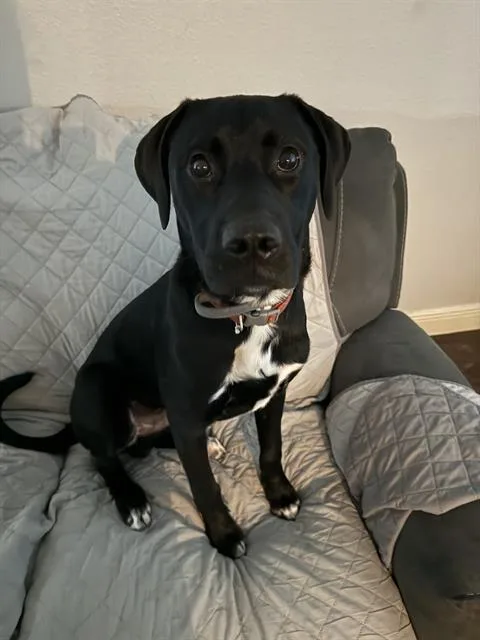 A young medium-sized male Retriever dog named Jax for adoption in San Antonio, TX