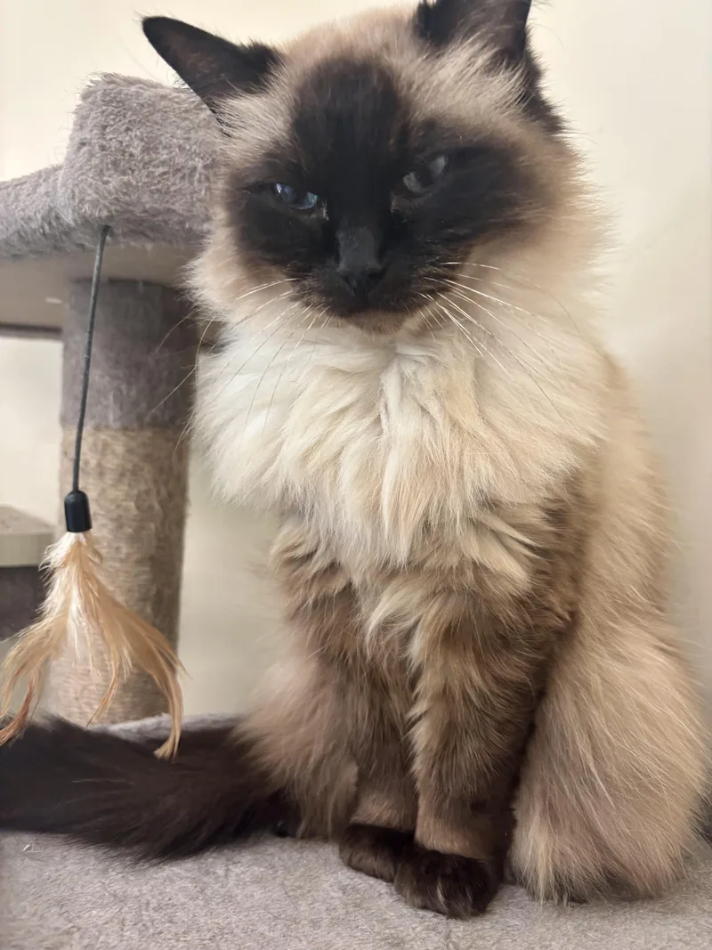 A senior medium-sized female Seal Point Ragdoll cat named Maggie for adoption in Sautee Nacoochee, GA