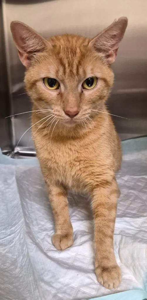An adult medium-sized female Domestic Short Hair cat named Scarlet for adoption in Christiansburg, VA