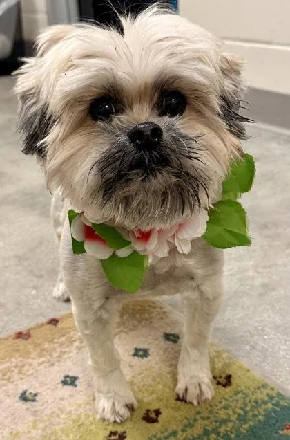 An adult small-sized female Yellow / Tan / Blond / Fawn Mixed Breed dog named Echo for adoption in Key West, FL