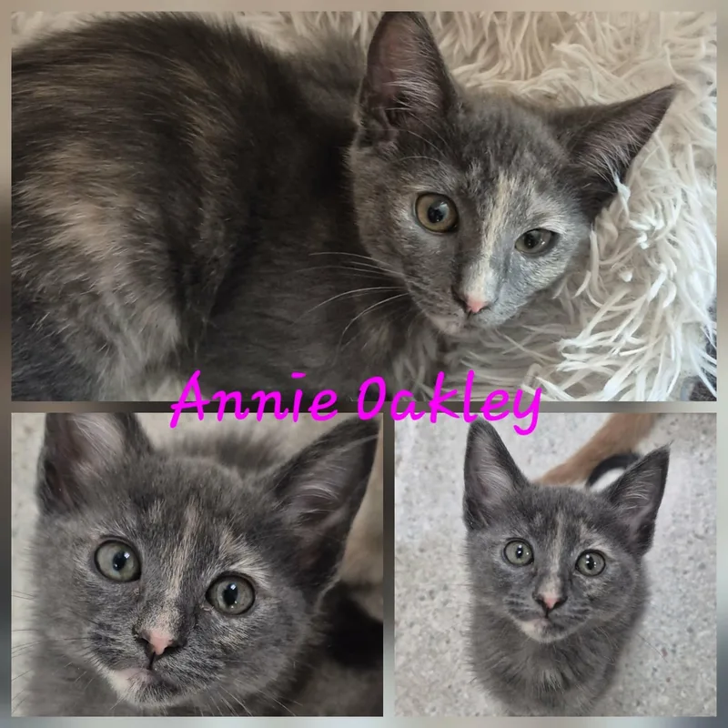 A baby small-sized female Dilute Calico Domestic Short Hair cat named Annie Oakley for adoption in Hollister, CA