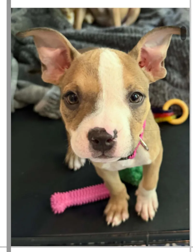 A baby medium-sized female Mixed Breed dog named Dolly for adoption in Milwaukee, WI