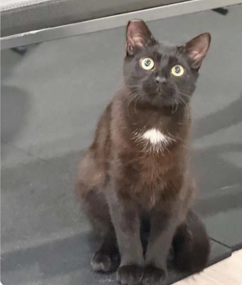 A young small-sized female Black & White / Tuxedo Domestic Short Hair cat named Lucky I for adoption in Oradell, NJ