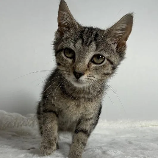 A baby small-sized female Brown / Chocolate Domestic Short Hair cat named Dolly Parton for adoption in Johnson City, TN