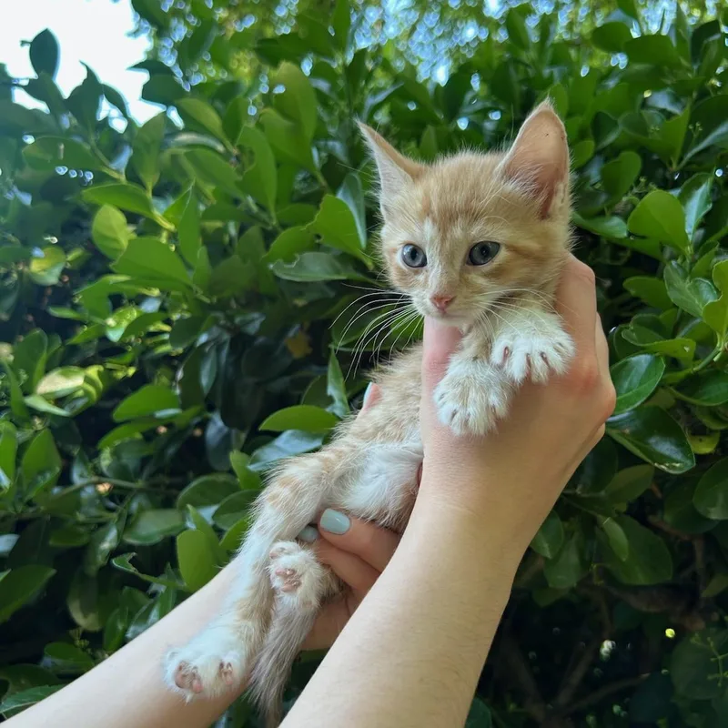 A baby medium-sized male Orange & White Domestic Short Hair cat named Bellini for adoption in Fairfax Station, VA