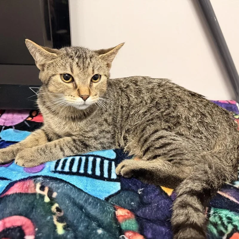 A baby medium-sized male Brown / Chocolate Domestic Short Hair cat named Heihei for adoption in Brownsboro, AL