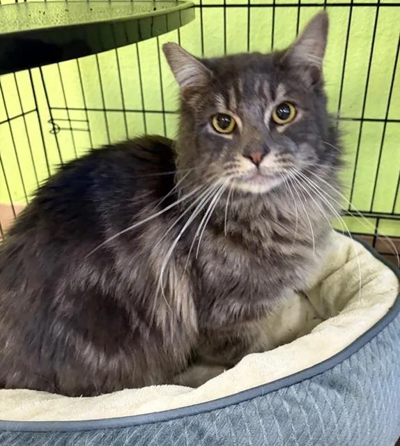 An adult large-sized male Tabby (Gray / Blue / Silver) Domestic Long Hair cat named Hunter for adoption in Jackson, CA