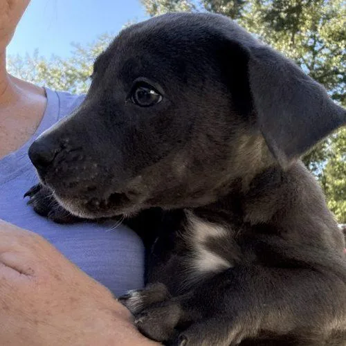 A baby small-sized male Chihuahua dog named Clay for adoption in Sanford, NC