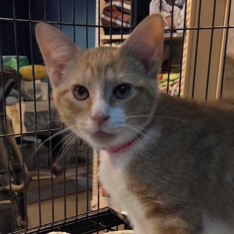 A baby small-sized female Orange / Red Domestic Short Hair cat named Emmy for adoption in Hanna City, IL