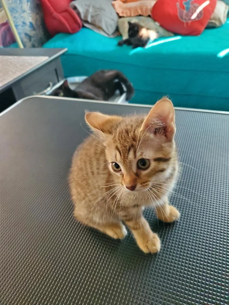 A baby medium-sized female Domestic Short Hair cat named Topaz for adoption in Easley, SC