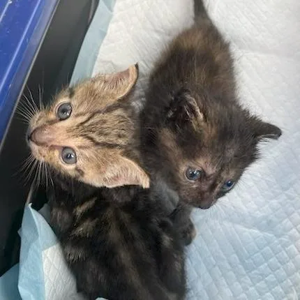 A baby small-sized male Brown / Chocolate Domestic Short Hair cat named Percival for adoption in Jupiter, FL