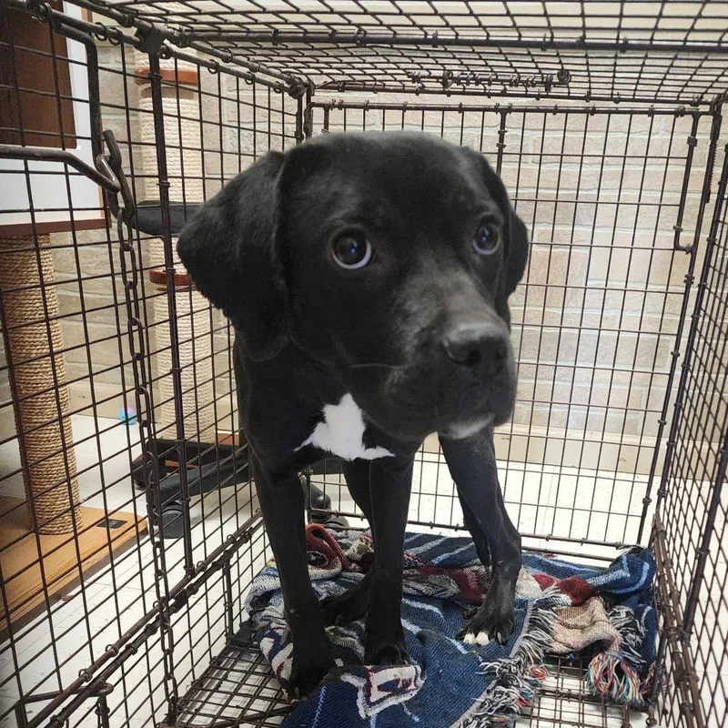 An adult small-sized female Black Mixed Breed dog named Captain Clark for adoption in Davenport, IA