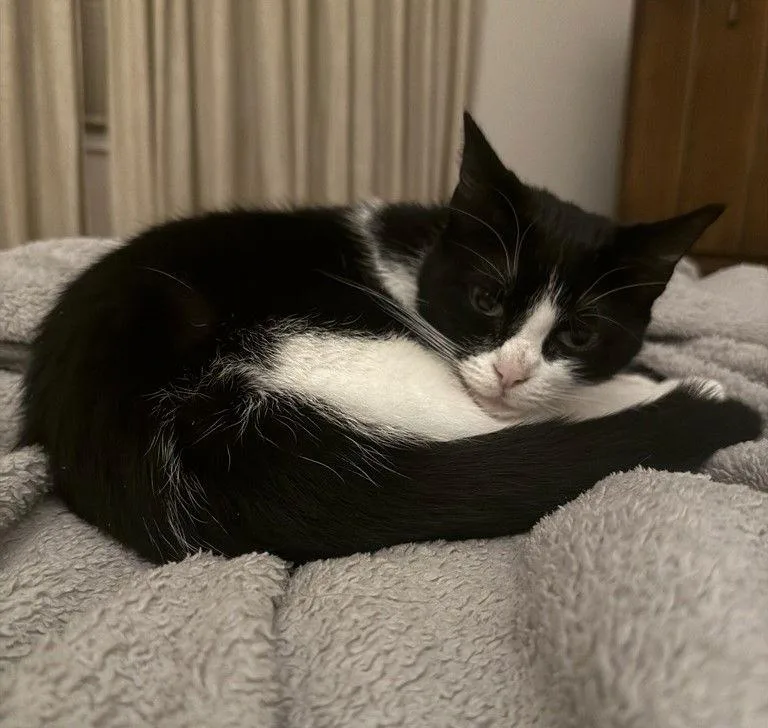 An adult medium-sized female Domestic Short Hair cat named Aurora for adoption in Traverse City, MI