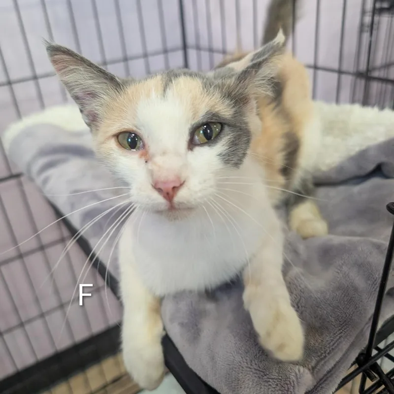 A young small-sized female Calico Domestic Short Hair cat named Millie for adoption in West Plains, MO