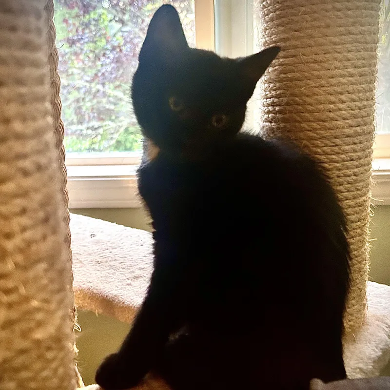 A baby medium-sized female Black Domestic Short Hair cat named Damein for adoption in Portland, OR