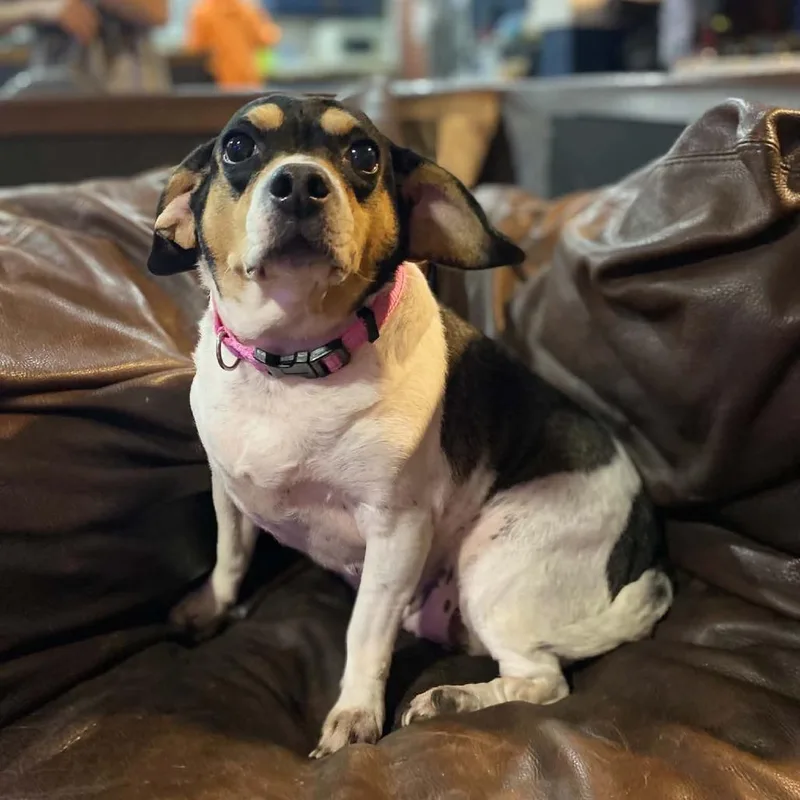 An adult small-sized female Chihuahua dog named Fatty Patty & Alita for adoption in Bessemer, AL