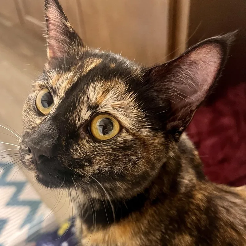 Honeysuckle thumbnail 4