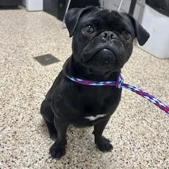 An adult small-sized male Pug dog named Dog for adoption in Bullhead City, AZ