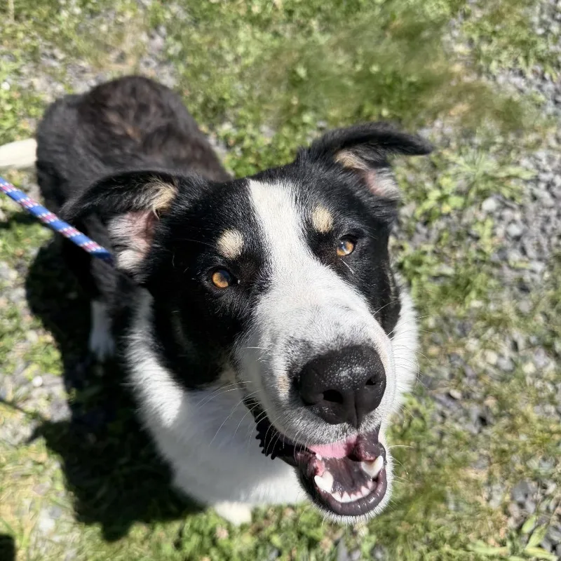 A young medium-sized male Black Border Collie dog named Murphy for adoption in Falls Church, VA