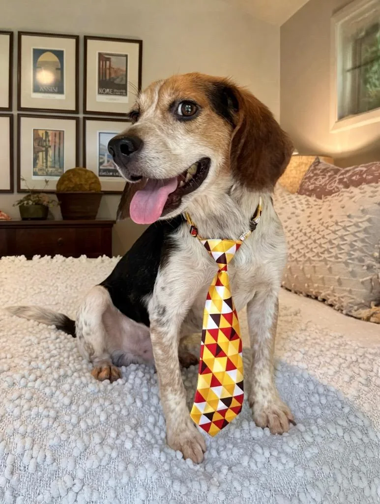 An adult large-sized male Beagle dog named Ralph for adoption in Princeton, MA