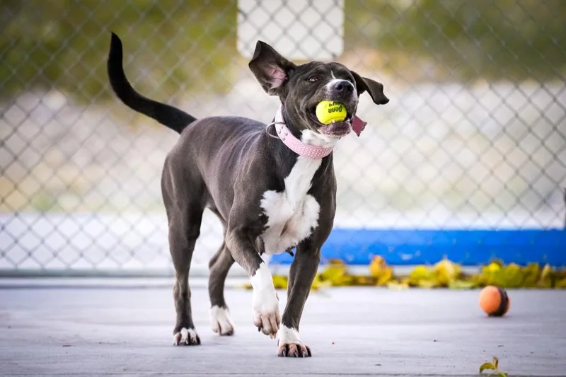 Bella thumbnail 6