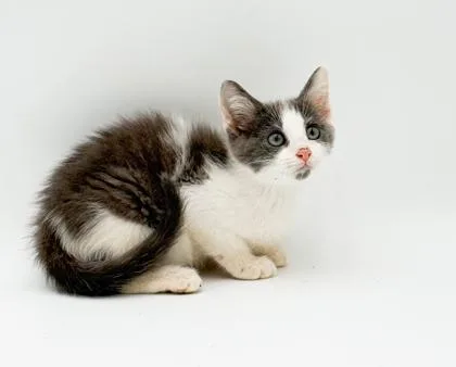 Pepper