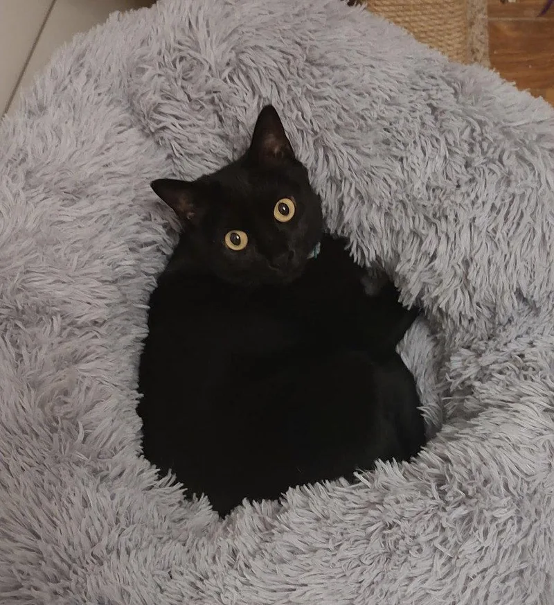 An adult medium-sized female Black Domestic Short Hair cat named Oprah for adoption in Crescent, OK