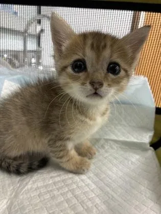 A baby small-sized female Domestic Short Hair cat named Pineapple Goddess of for adoption in Gainesville, FL