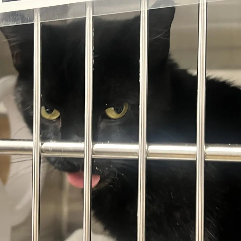 An adult large-sized male Black Domestic Short Hair cat named Rami for adoption in West Palm Beach, FL
