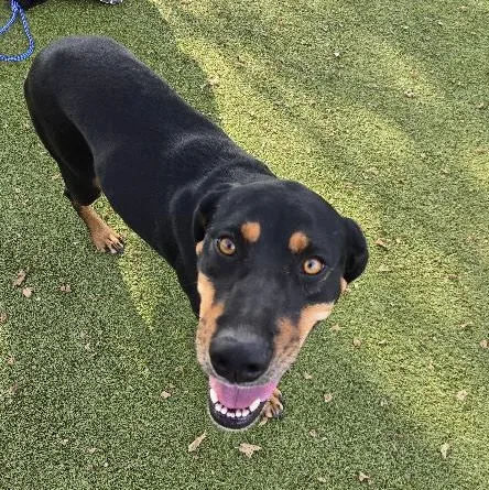 An adult medium-sized female Mixed Breed dog named Mulan for adoption in Sterling, KS