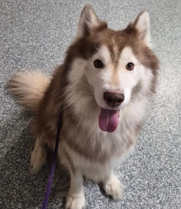 An adult medium-sized male Husky dog named Ace for adoption in Severn, MD