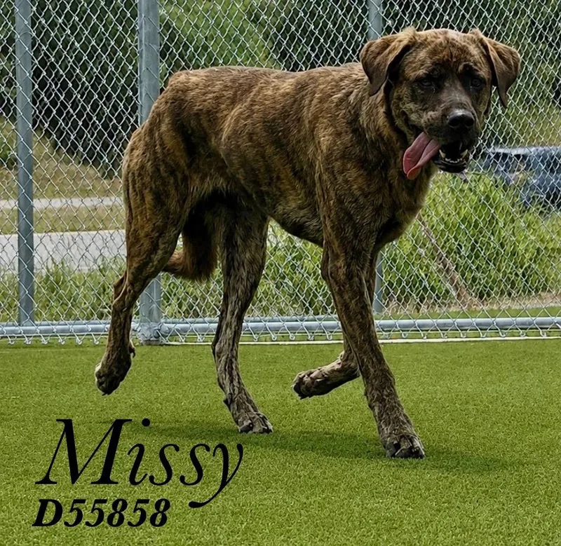 Missy