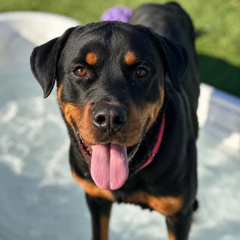An adult large-sized male Rottweiler dog named Gus for adoption in Torrey, UT