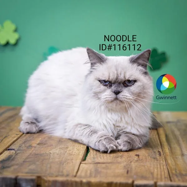 Pen C Noodle thumbnail 2