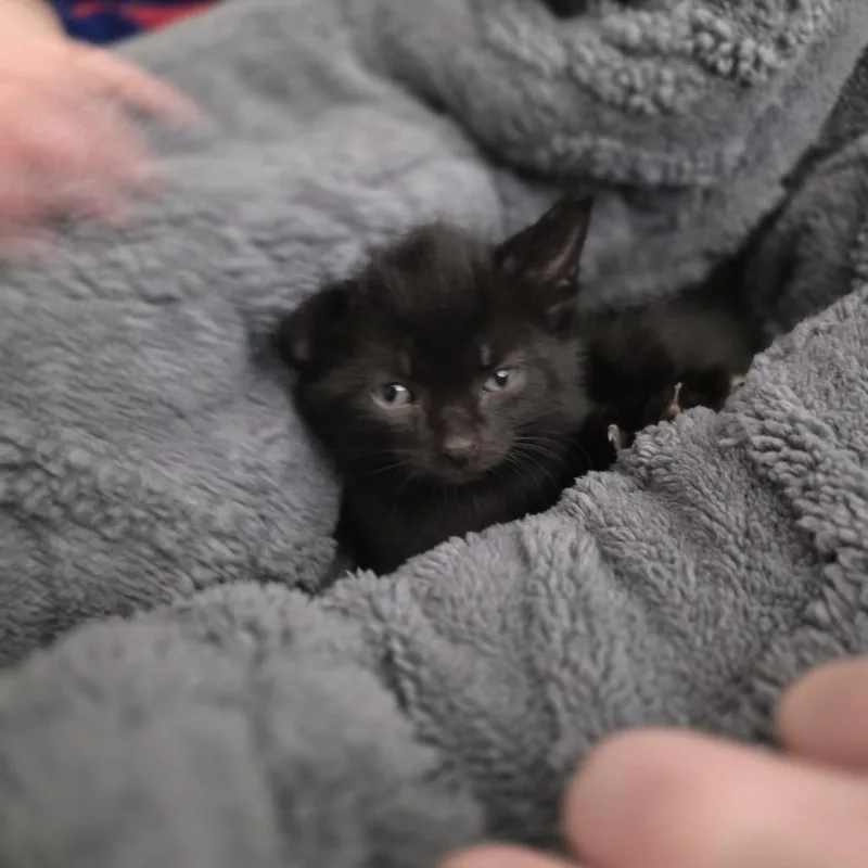 A baby small-sized male Black Domestic Short Hair cat named Chili for adoption in Shelbyville, IN