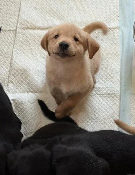 A baby large-sized female Golden Retriever dog named Puppy   Turquoise for adoption in Denton, TX