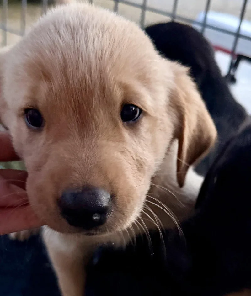 Puppy   Turquoise thumbnail 2
