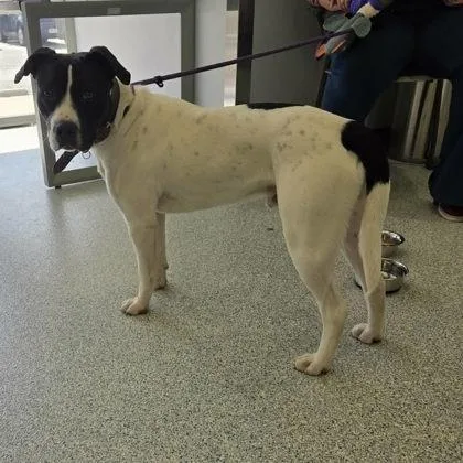 An adult large-sized male Mixed Breed dog named Pretty for adoption in Chamblee, GA